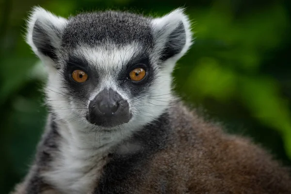 Closeup Ring Tailed Lemur — Stock Photo, Image