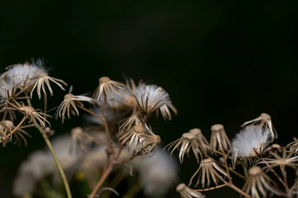 Gros Plan Fleurs Séchées Avec Des Graines Sur Fond Noir — Photo