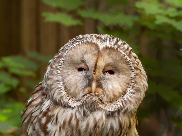 Das Porträt Einer Eule Mit Kaum Geöffneten Augen Und Verschwommenen — Stockfoto