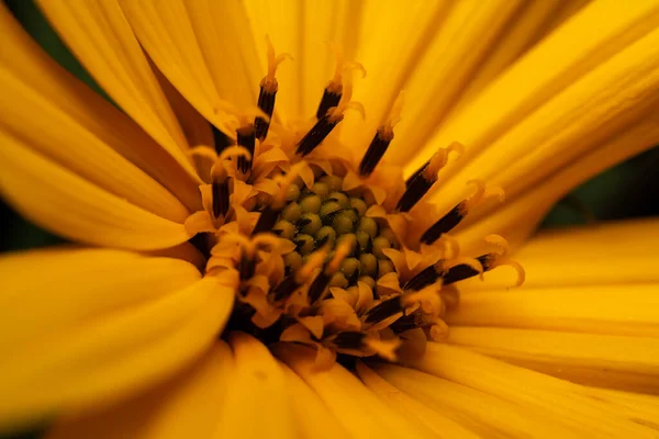 庭の黄色の花の閉鎖 — ストック写真