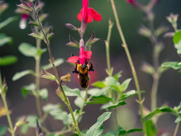 Κοντινό Πλάνο Μιας Μέλισσας Που Γονιμοποιεί Ένα Λουλούδι Στο Δασικό — Φωτογραφία Αρχείου