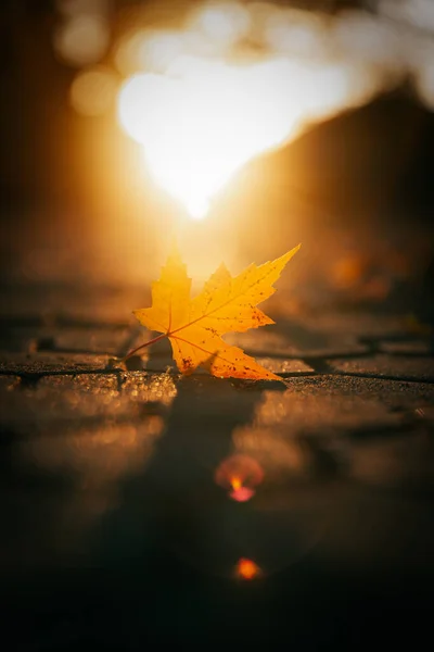 Výběr Javorového Listu Podzimních Barvách — Stock fotografie