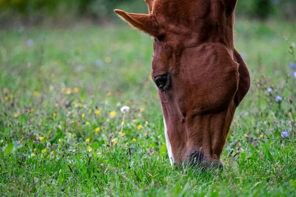 牧草地で草を放牧する茶色の馬 — ストック写真