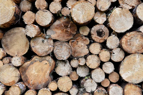 Closeup Sawed Stacked Log Piles Firewood — Stock Photo, Image