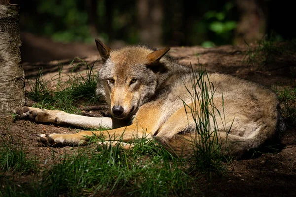 在森林的树阴下休息的灰狼的特写镜头 — 图库照片