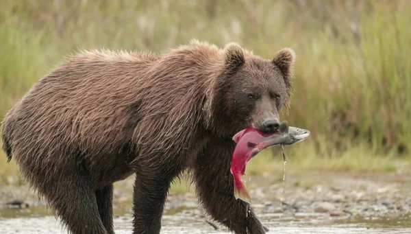 食物用の大きな茶色の野生のクマの狩猟魚の閉鎖 — ストック写真