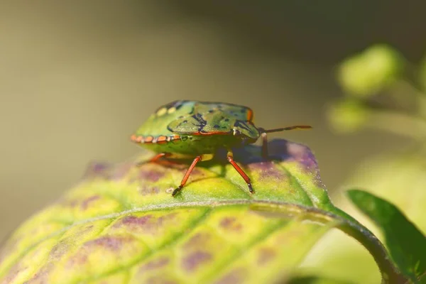 Macro Shot Small Leaf Beetle Standing Vibrant Green Leaf Blurry — Stock Photo, Image
