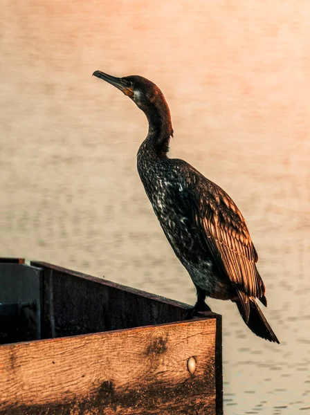 Disparo Vertical Estornino Encaramado Una Superficie Madera Cerca Lago Atardecer — Foto de Stock