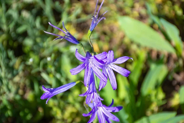 Enfoque Selectivo Una Amarilidaceae Púrpura Contra Una Hierba Verde — Foto de Stock