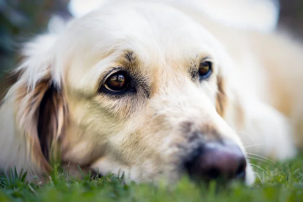 Bahçede Mutlu Bir Golden Retriever Köpeğinin Yakın Çekimi — Stok fotoğraf