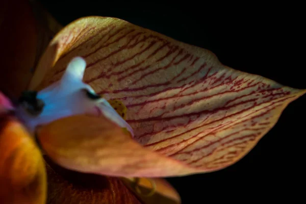 Eine Nahaufnahme Eines Schönen Weichen Blütenblattes Mit Roten Streifen Darin — Stockfoto