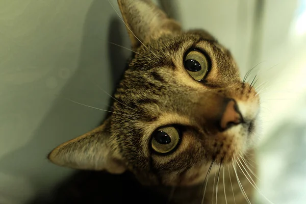 Een Close Opname Van Een Kat Die Camera Kijkt — Stockfoto