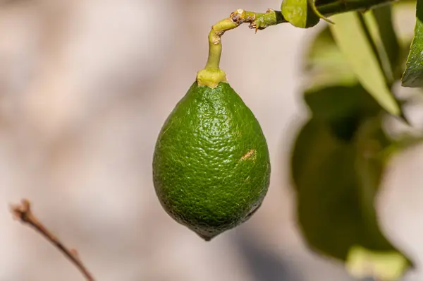 Селективный Снимок Крупным Планом Зеленого Лимонного Цитрусового Фрукта Свисающего Дерева — стоковое фото