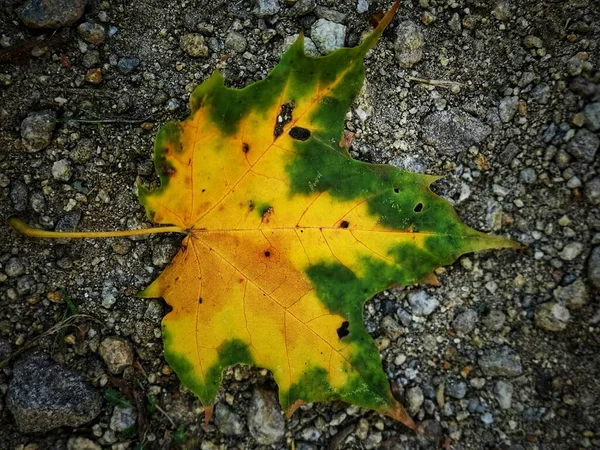 Tiro Close Uma Folha Bordo Amarelo Verde Areia — Fotografia de Stock