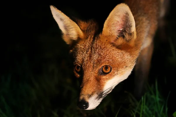 一只美丽的毛茸茸的红狐狸在草地上散步 凝视着漆黑的夜晚 — 图库照片