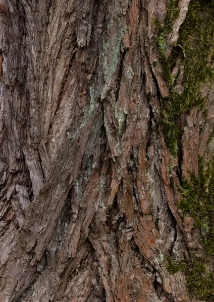 Крупним Планом Знімок Стовбура Дерева Лісі — стокове фото