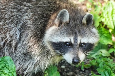 Gün boyunca ormanda bir rakunun yakın plan fotoğrafı.