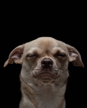 Uykucu bir chihuahua köpeğinin karanlık arka planda kapalı gözleri olan yakın plan fotoğrafı.