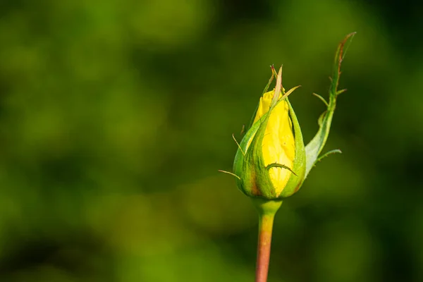 Eine Nahaufnahme Einer Einzigen Gelben Rose Einem Wald — Stockfoto