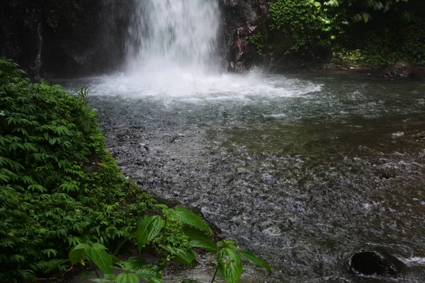 Beau Cliché Environnement Naturel Dans Une Forêt — Photo