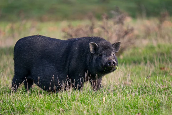 Nahaufnahme Eines Vietnamesischen Topfbäuchlings Auf Einem Feld — Stockfoto