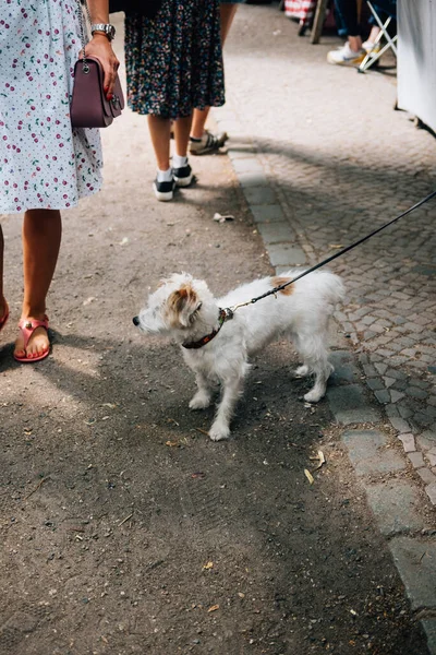 Gros Plan Vertical Chien Avec Une Laisse Dans Rue — Photo