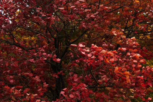 Red Leaves Autumn Tree Forest — Stock Photo, Image