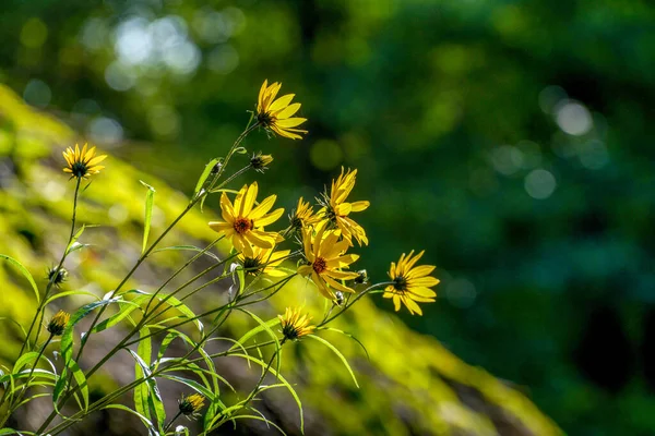 Kayalık Bir Yamaçta Sarı Çiçeklerin Yakın Çekimi — Stok fotoğraf