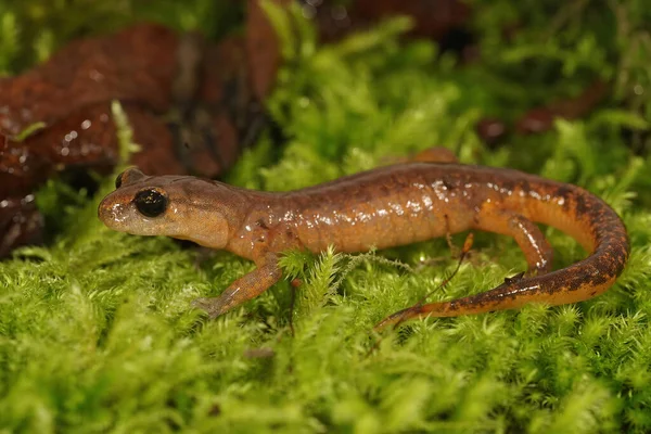 Lateral Closeup Adult Almost Red Californian Ensatina Eschscholtzii Salamander Northern — Stock Photo, Image