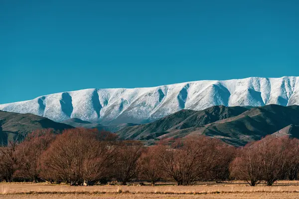 눈덮인 산들을 배경으로 나무들이 — 스톡 사진