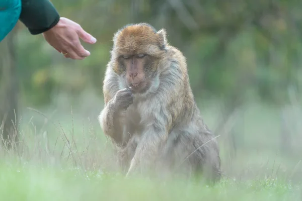 Macaque Monkey Wilderness — Stock Photo, Image
