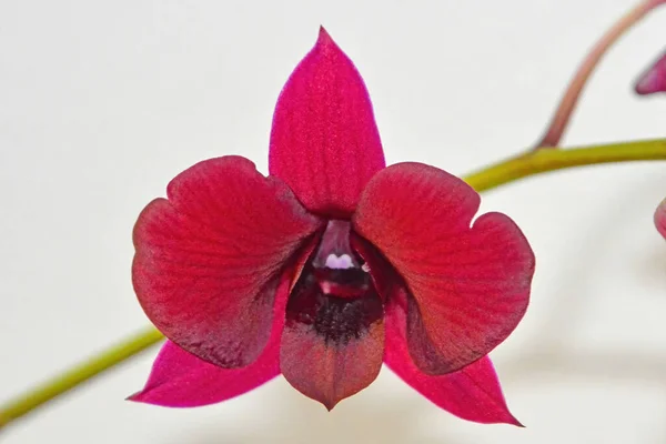 Zbliżenie Czerwonego Kwiatu Phalaenopsis — Zdjęcie stockowe