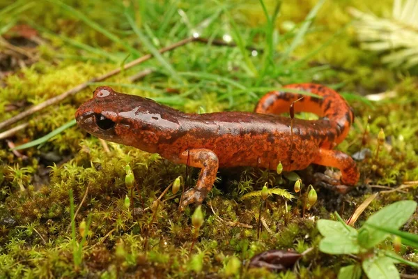 Zbliżenie Kolorowe Czerwone Ensatina Eschscholtzii Salamander Północnej Kalifornii Siedzi Zielonym — Zdjęcie stockowe