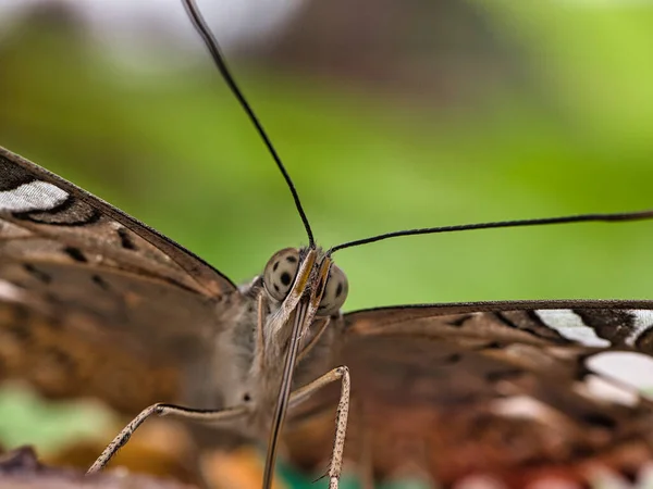 Macro Scatto Del Volto Una Bellissima Farfalla Uno Sfondo Sfocato — Foto Stock