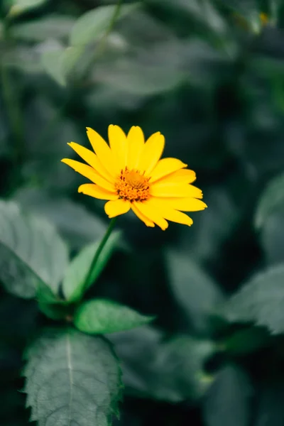 花园里一些黄色花的特写镜头 — 图库照片