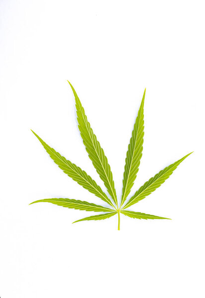 A closeup shot of Cannabis leaf isolated on white background