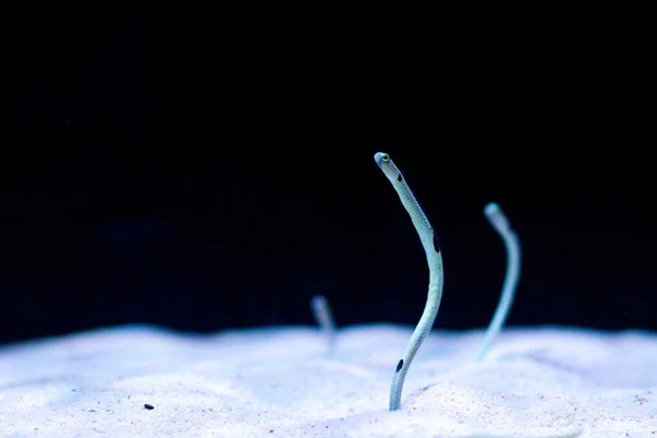 Вибірковий Фокусний Знімок Рідкісної Риби Акваріумі — стокове фото