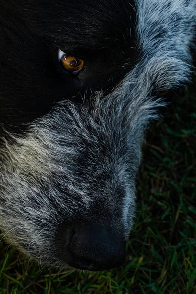 Ένα Κοντινό Πλάνο Ενός Αξιολάτρευτου Σκύλου Στο Γρασίδι — Φωτογραφία Αρχείου