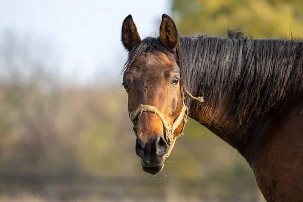 Hermoso Tiro Caballo Campo Durante Día — Foto de Stock