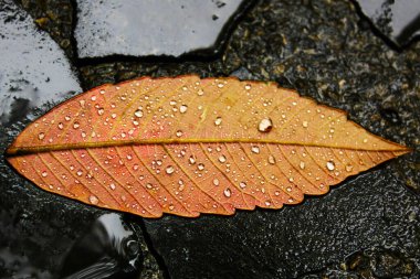 Islak zemine düşmüş sarı bir yaprak.