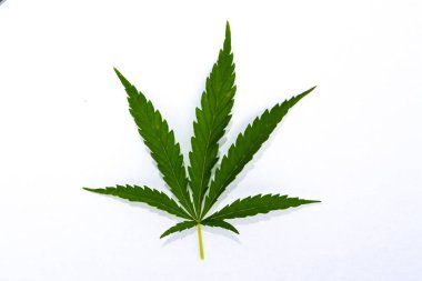 Beyaz arkaplanda izole edilmiş kenevir yaprağının yakın plan çekimi