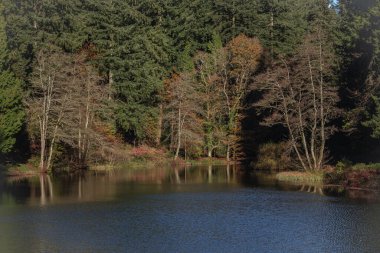 Arka planda ağaçlar olan bir gölete yakın çekim.