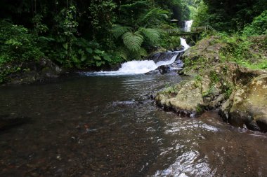 Ormandaki doğal bir ortamın güzel bir görüntüsü.