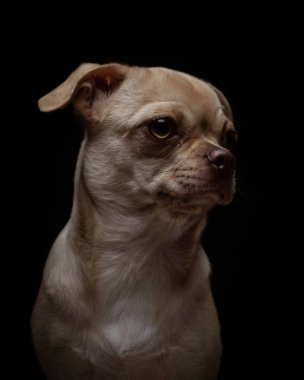 Siyah arka planda sevimli bir chihuahua köpeğinin yakın plan fotoğrafı.