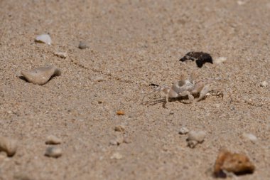 Ahupua 'O' Kahana Eyalet Parkı, Oahu, Hawaii sahilindeki Hayalet Yengeç 'e yakın çekim.