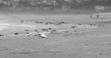 Suyun üzerinde siyah beyaz uçan bir martının yakın plan çekimi.
