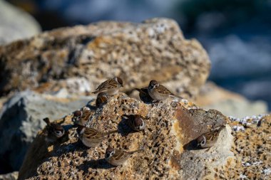 Kayalık bir yüzeyde kahverengi serçe sürüsü
