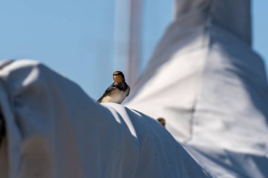 Hollanda 'da bir limanda yelkenli yatında bir ambar kırlangıcı.