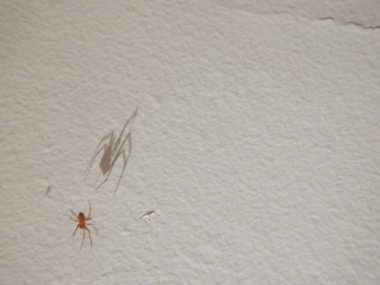 Beyaz bir grunge duvarında yengeç örümceğinin yakın plan fotoğrafı.