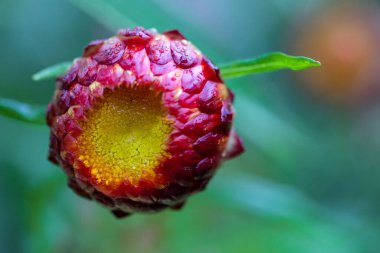 Yıldız çiçeği tomurcuğunun seçici odağı